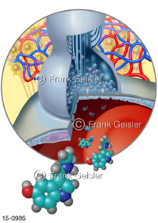 Hormone, Serotonin in Pinealozyten Epiphyse