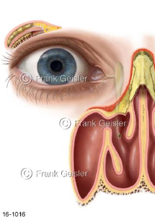 Auge Tränenapparat Tränendrüsen Träensack Tränen-Nasen-Gang