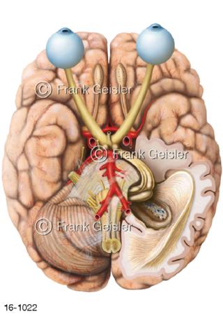 Unterfläche Gehirn mit Sehbahnen, Augen Sehnerven Sehnervenkreuzung