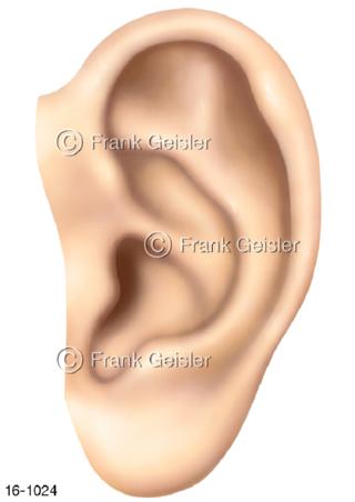 Hörorgan Ohr Auris, rechte Ohrmuschel