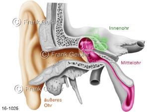 16-1025 Hörorgan äußeres Ohr mit Ohrmuschel Mittelohr und Innenohr farbig hervorgehoben