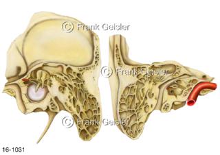 Sinnesorgan  Mittelohr im Felsenbein, Schnitt durch das Schläfenbein