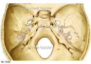Sinnesorgan Innenohr mit Hörschnecke Bogengänge in Felsenbein durchscheinend