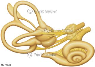 Sinnesorgane Innenohr, Hörschnecke mit Gleichgewichtsorgan Bogengänge