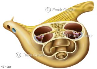 Hörorgan Innenohr mit Hörschnecken, Schnitt durch Cochlea mit Hörnerv