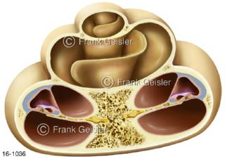 Hörschnecke im Innenohr, Frontalschnitt durch Gehörschnecke Cochlea 