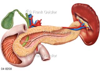 Organe Duodenum Gallenblase Pankreas, Gefäße mit Milz