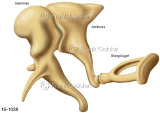  Mittelohr, Gehörknöchelchen Hammer Amboss Steigbügel in Paukenhöhle