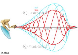 Hörsinn Gehör, Schallwellen Schalltransport, Schallfrequenzen zwischen 20 und 20.000 Hertz beim Menschen 