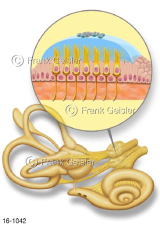 Gleichgewichtsorgan Sinneszellen Statolithen