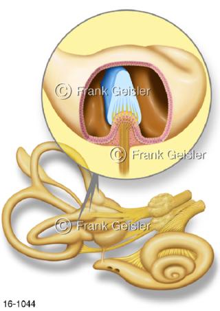 Gleichgewichtsorgan Bogengang Bogengangampulle