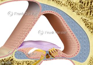 Hörorgan Hörsinn, Aufbau Corti-Organ, Sitz Gehörsinn in Cochlea Innenohr 