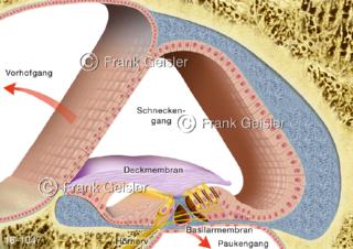 Hörorgan Hörsinn, Aufbau Funktion Corti-Organ, Sitz Gehörsinn in Cochlea Innenohr 