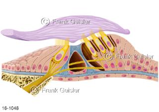 Sinnesorgan  Sinneszellen Hörsinn, Feinaufbau Hörorgan Corti-Organ