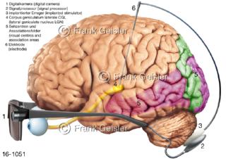 Sehsinn, Bionik Augen, Gehirn Großhirn Hirnrinde mit Assoziationsfelder Sehrinde