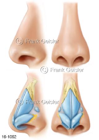 Aufbau Riechorgan, Geruchsorgan Nase Nasus