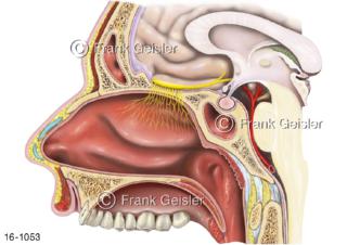 Seitliche Wand Nasenhöhle mit Riechnerv Nervus olfactorius, viszerosensible feine Nervenfasern