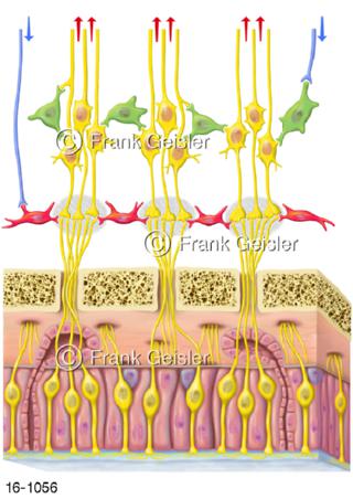 Schleimhaut, Riechzellen mit Nerven