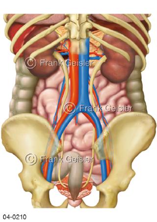 Organe und Gefäße von dorsal