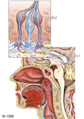 Kopf mit Riechschleimhaut mit Riechzellen Nerven
