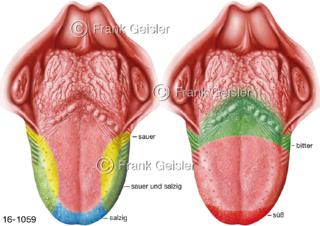 Geschmackssinn, Geschmack Schmecken mit Zunge Lingua von Schleimhaut überzogener Muskel