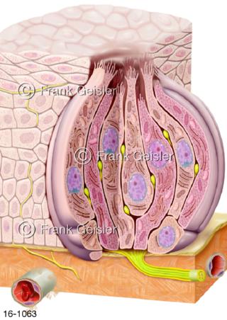 Histologie Zellen Sinneszellen Geschmacksknospe