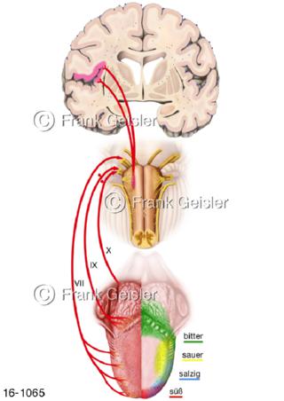 Geschmack Zunge Nervenbahnen ZNS Gehirn