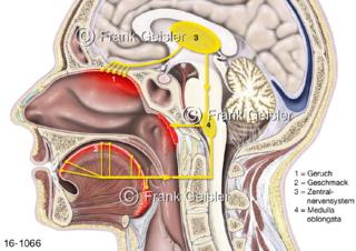 Sinnesorgane Geruch Geschmack, Steuerung Sekretion Nerven ZNS