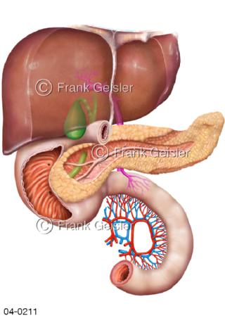Leber Gallenblase Pankreas Darm mit Gefäße