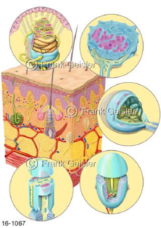 Sinnesorgan Haut Cutis mit Hautrezeptoren