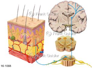 Sinnesorgan Haut mit Nerven Hautrezeptoren Nozizeptoren, Reizleitung Nerven ZNS