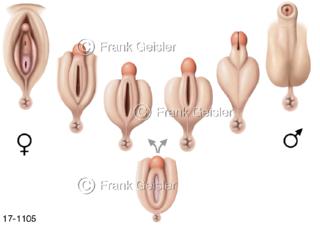 Embryologie, Entwicklung äußere Geschlechtsorgane Genitalien