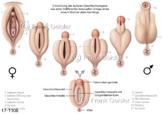 Embryologie, Veränderung äußere Genitalien weiblich männlich