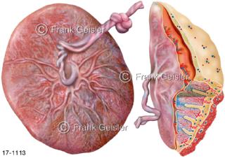 Plazenta Mutterkuchen mit Nabelschnur, Verbindung Ungeborenes mit Mutter