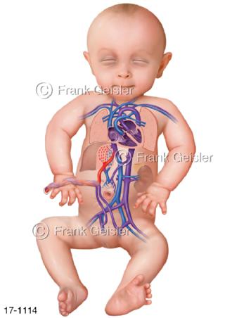 Blutkreislauf, fetaler vorgeburtlicher Kreislauf des Fötus