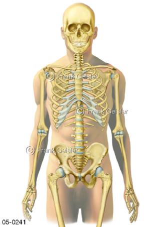 Skelett-Knochen im Körper Mann frontal