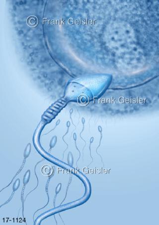 Spermien befruchten Sekundärfollikel Eizelle Oozyt