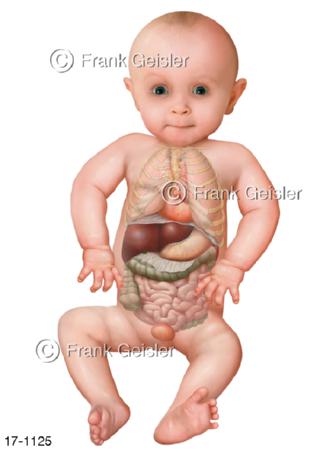 Organe Kind Kleinkind Baby