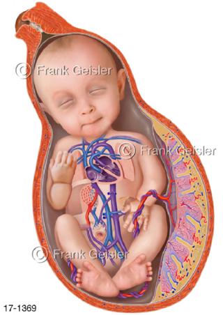 Fortpflanzung Blutkreislauf Fetus vor Geburt in Uterus