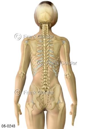Skelett-Knochen, Körper Frau dorsal