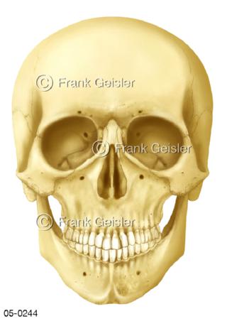 Skelett Schädel, Schädelknochen Gesicht frontal