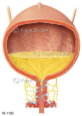 Neurogene Blase, Funktionsstörung Nerven Inkontinenz