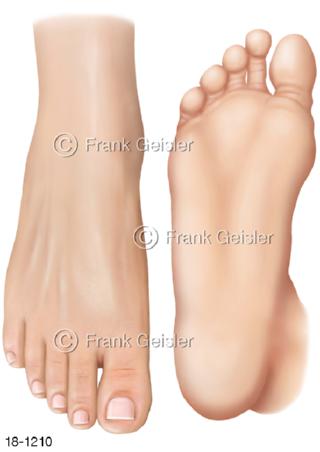 Fußsohle Zehen, Oberflächenanatomie Fuß