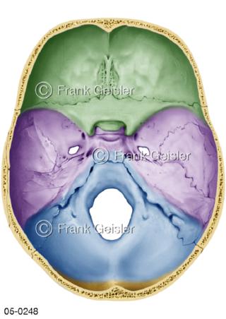 Skelett Schädelbasis, Schädelgrube Fossa-cranii