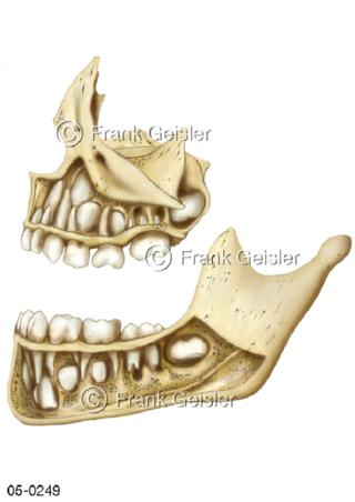 Skelett Kiefer, Zahnreihen Kind 6-jährig