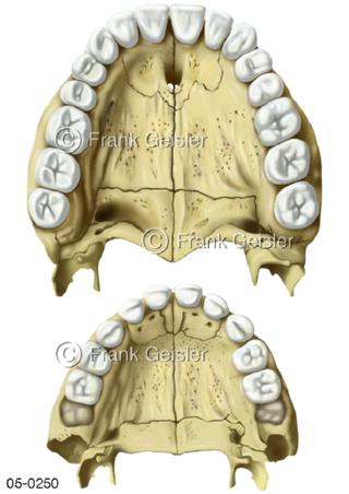 Skelett Gebiss, Zahnreihen Erwachsener Kind