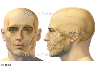 Kopf vorn seitlich mit Gesichtsschädel, Viscerocranium Schädelknochen