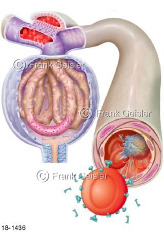 Notfall Sepsis Blut, Nierenkörperchen der Niere