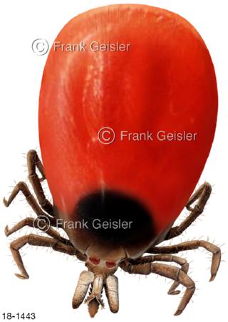 Zecke Holzbock, Überträger Lyme-Borreliose