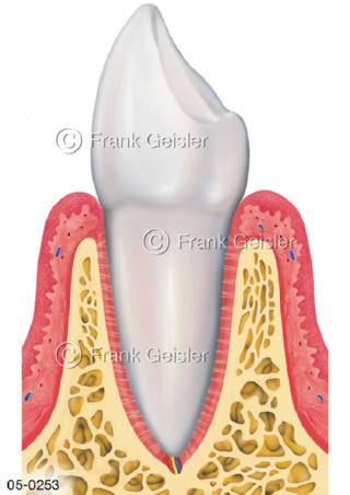 Skelett Zahn, Schneidezahn im Kiefer